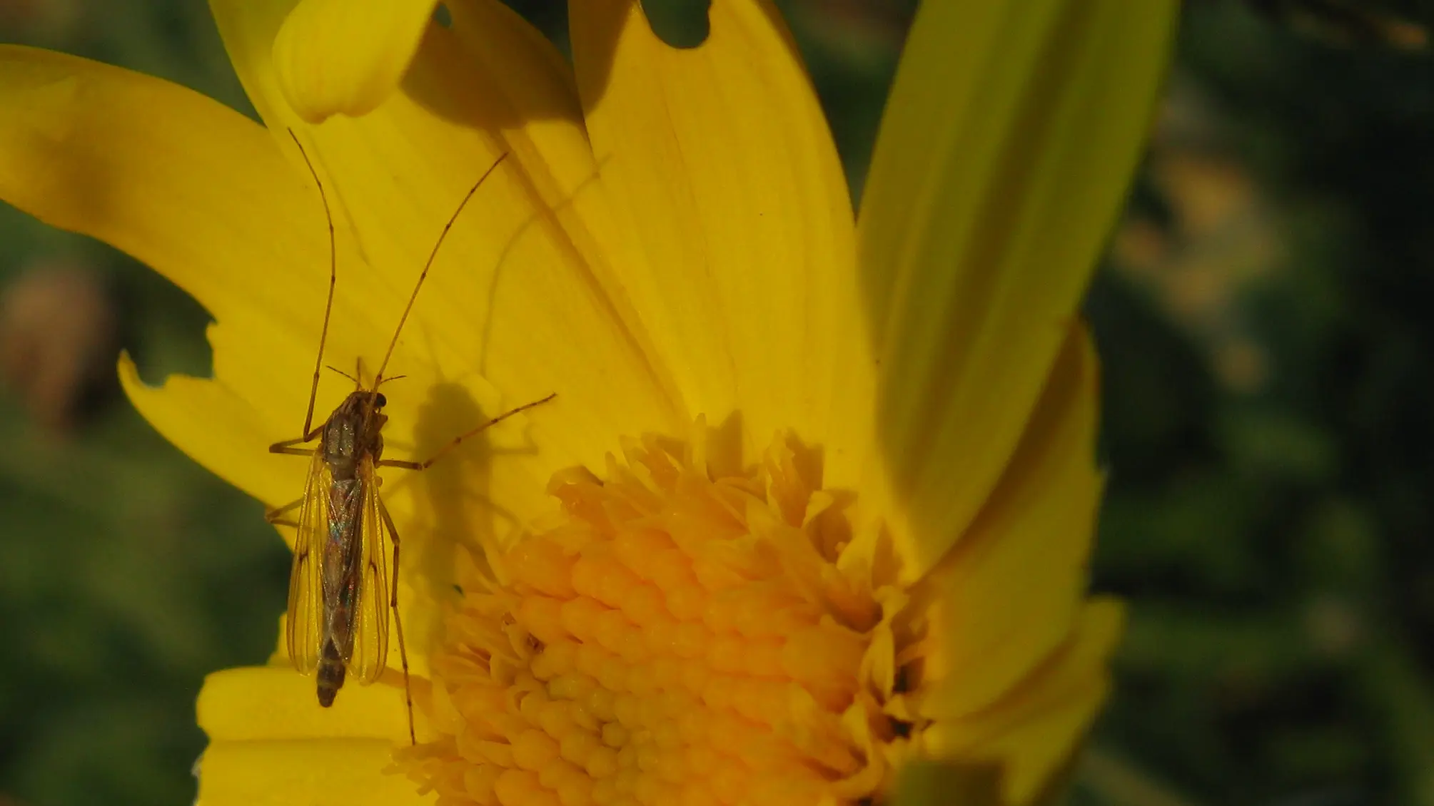 Chironomid midge female