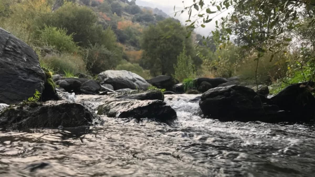 Spanish barbel river