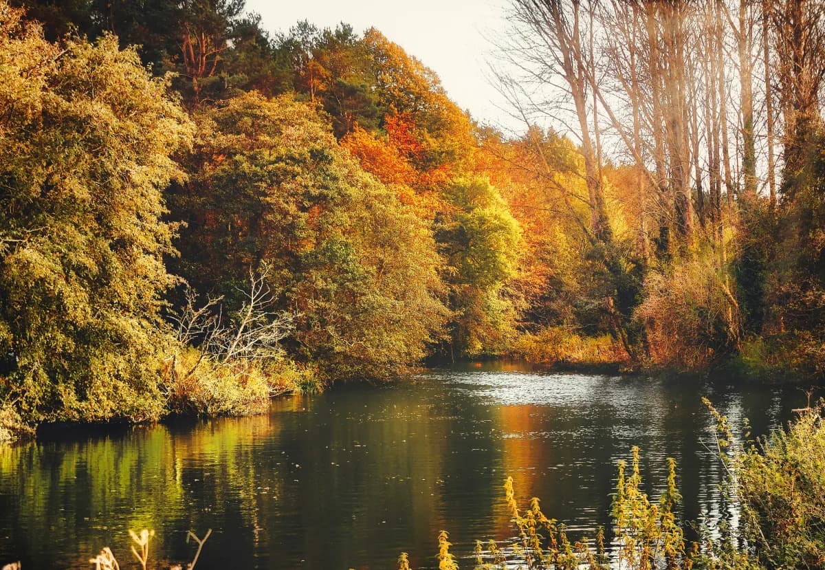 Tree-lined River Lagan running through green meadows near Belfast — wild brown trout water inside the city