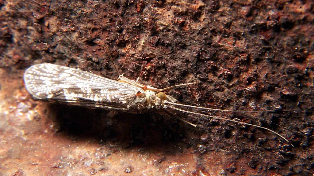 Adult caddis fly resting on vegetation