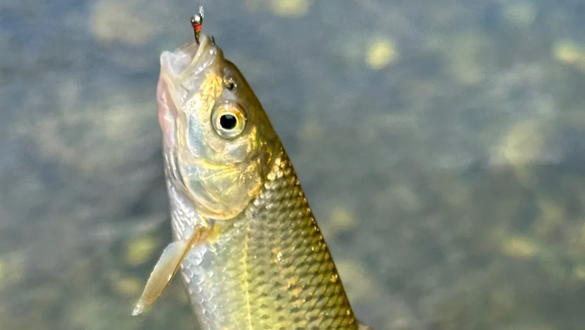 Coarse fish on the fly