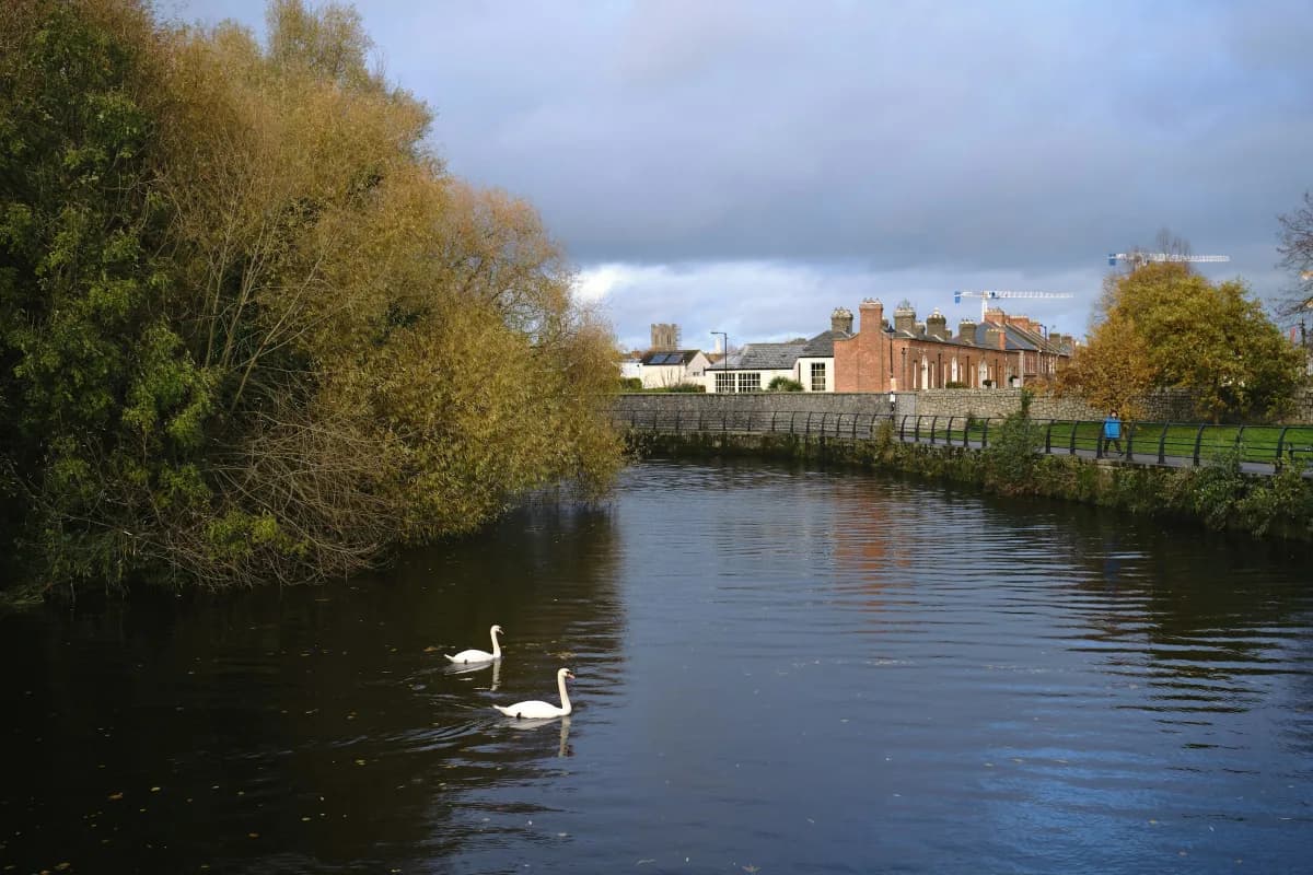 Two mute swans on the Dodder in Dublin — autumn willow on one bank, Georgian terraces on the other