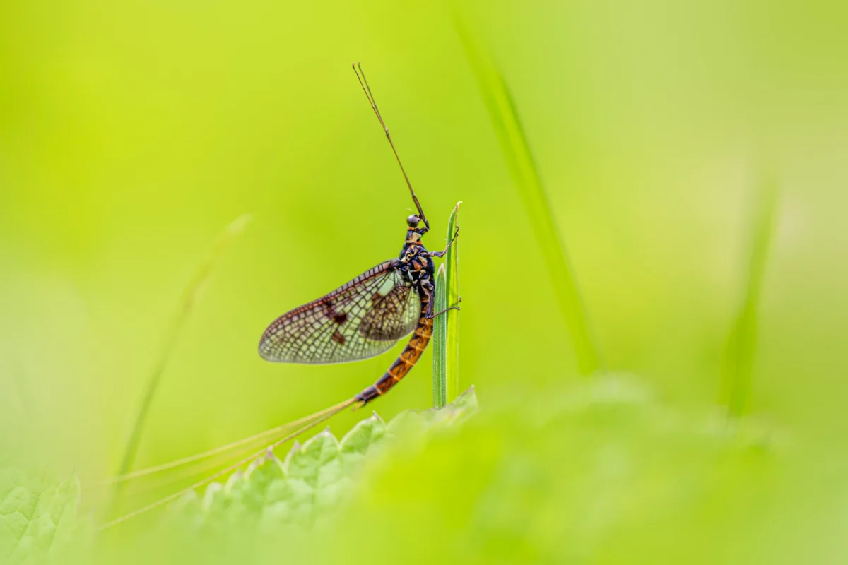 Mayfly dun on water