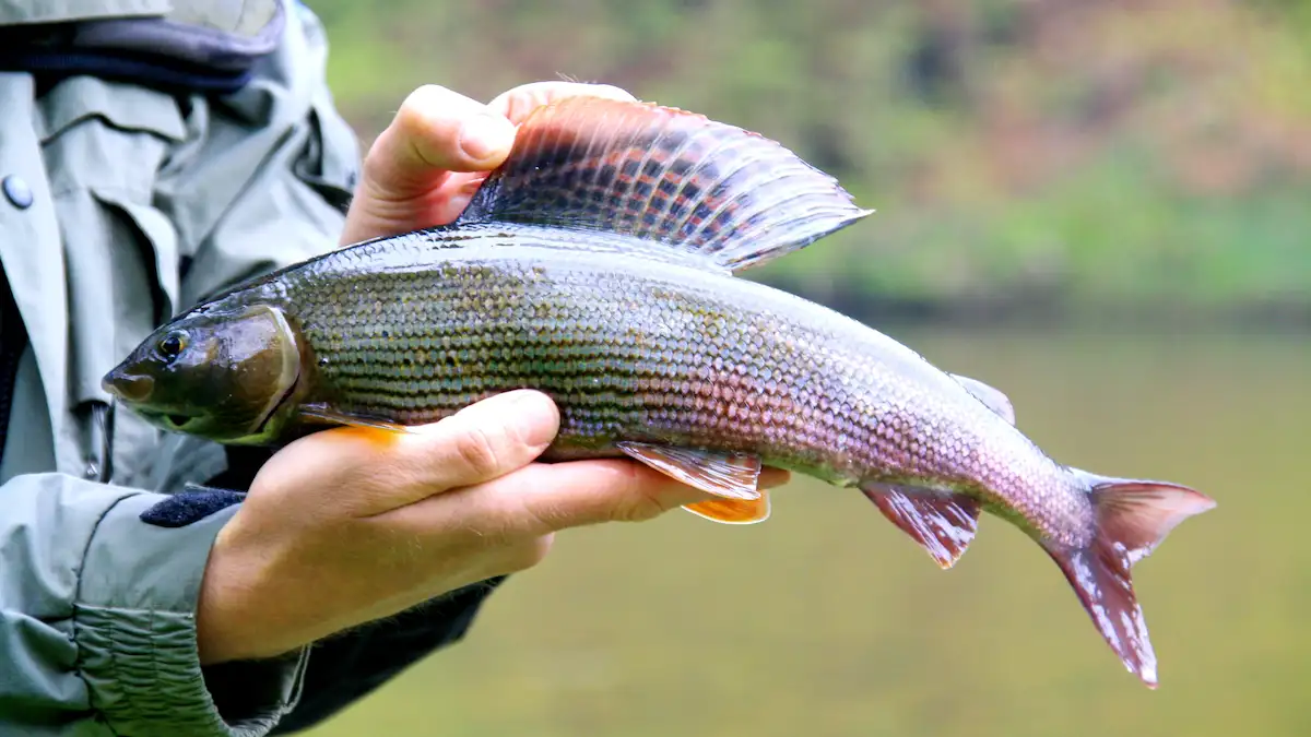 Grayling in autumn light