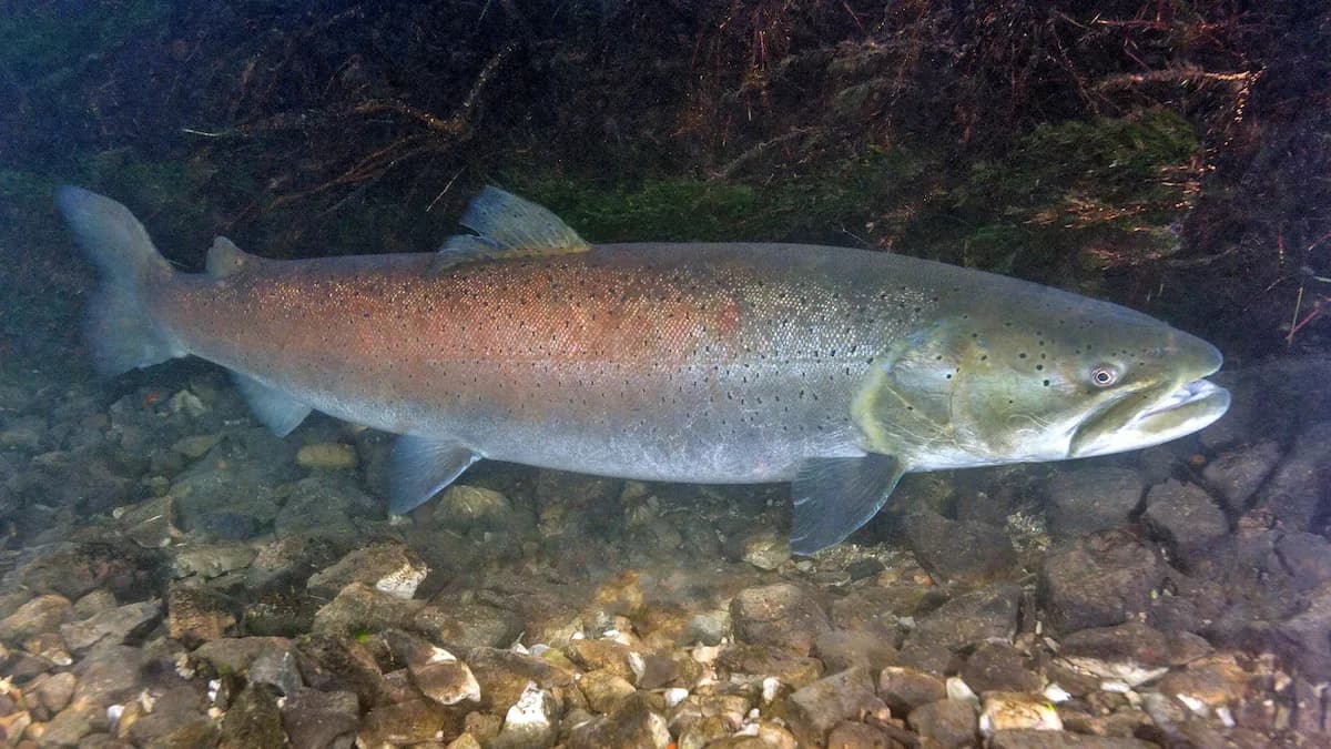 Hucho hucho (Danube salmon)