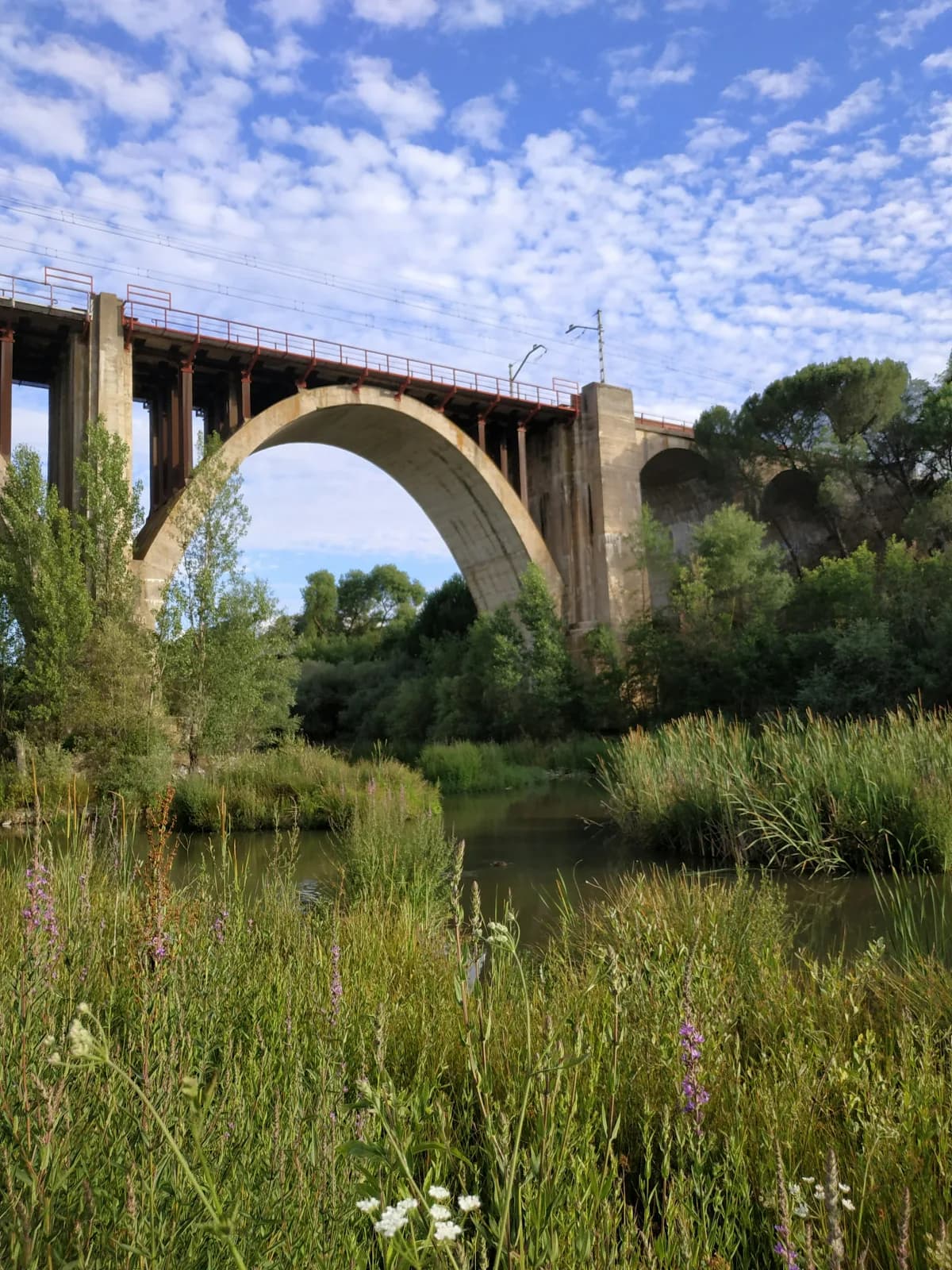 Manzanares railway viaduct on the Madrid riverbank — reed-lined low-water Spanish summer