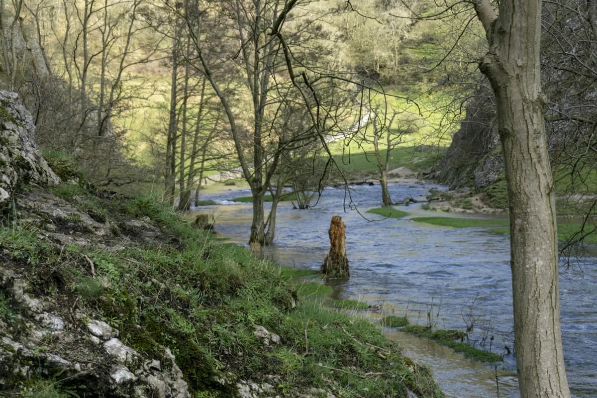 The River Dove running through a wooded Dovedale gorge — Peak District limestone in spring