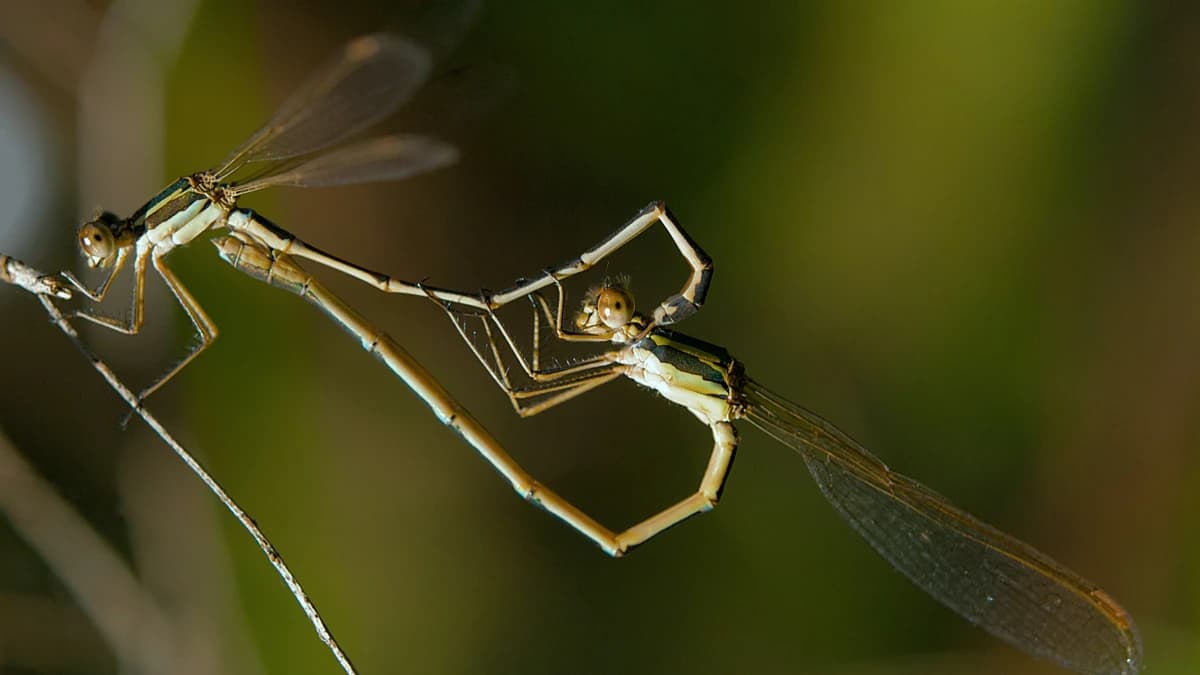 Damselfly on stem