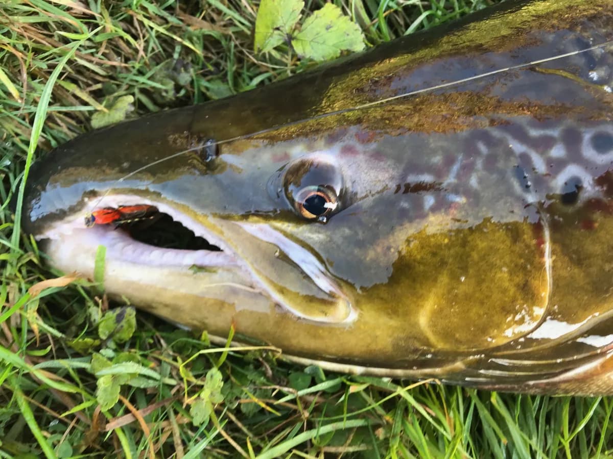Atlantic salmon at a cascade