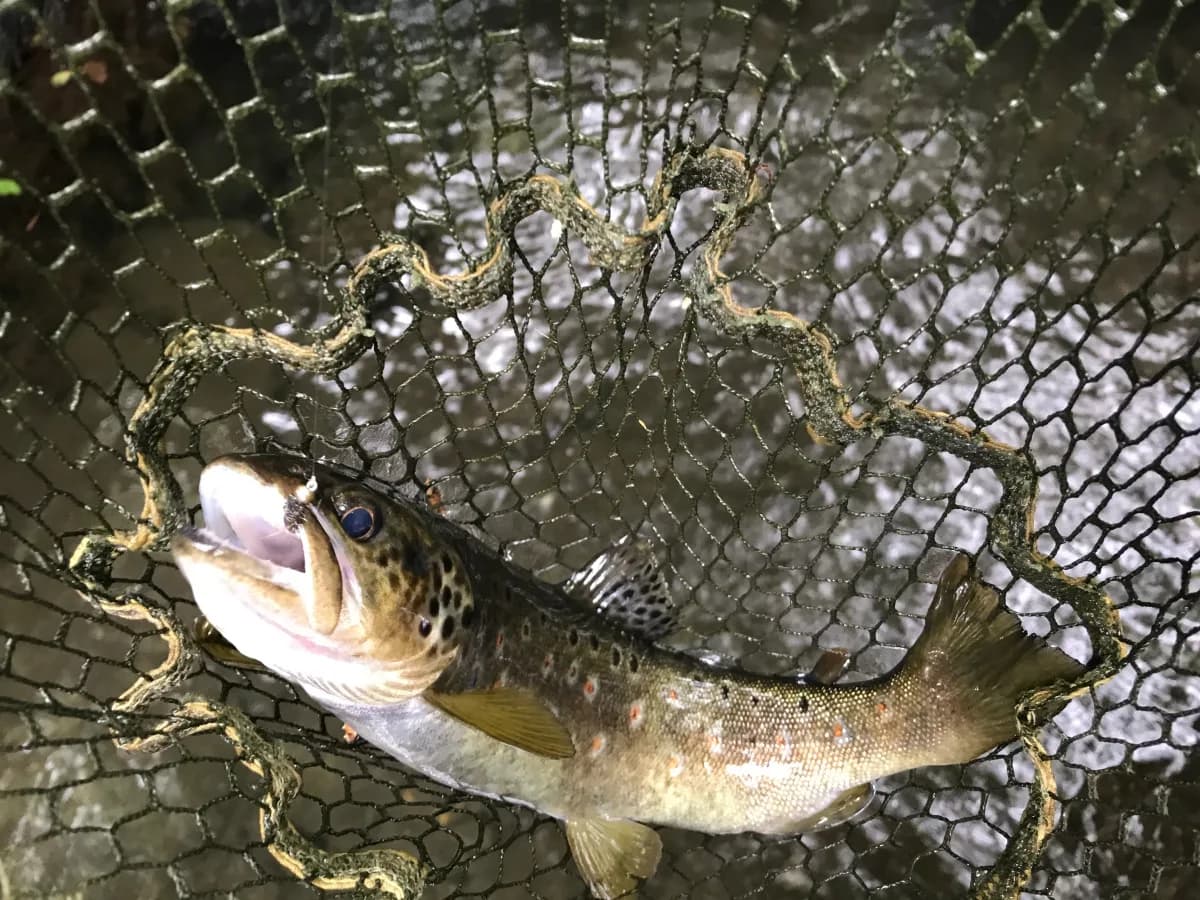 Spanish Pyrenees brown trout