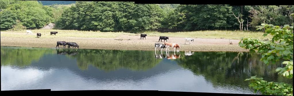 A wide, calm stretch of the River Awe in Argyll, Scotland, with cattle drinking at the water and reflections of trees on the surface.