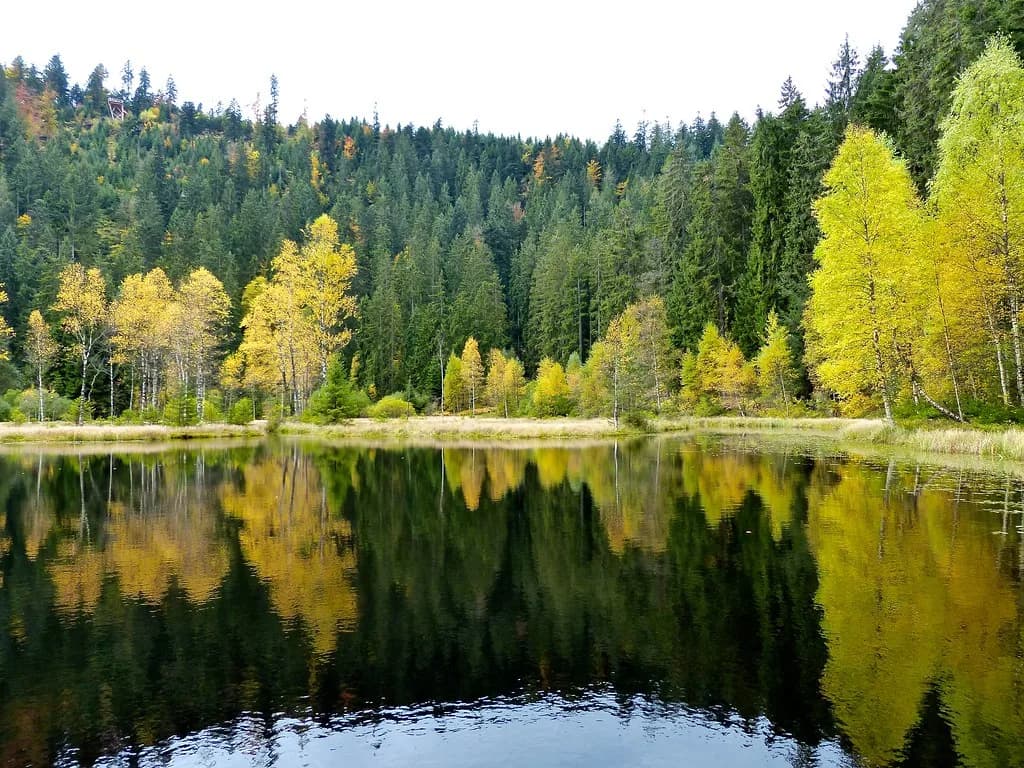 Ellbach — Black Forest: Ellbachsee