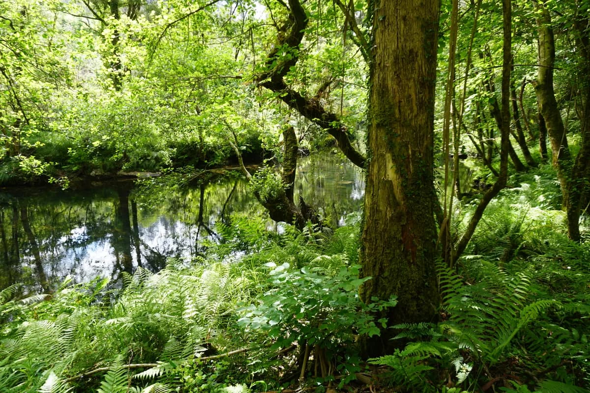 Río Sor — El Río Sor en el Concello de Mañón