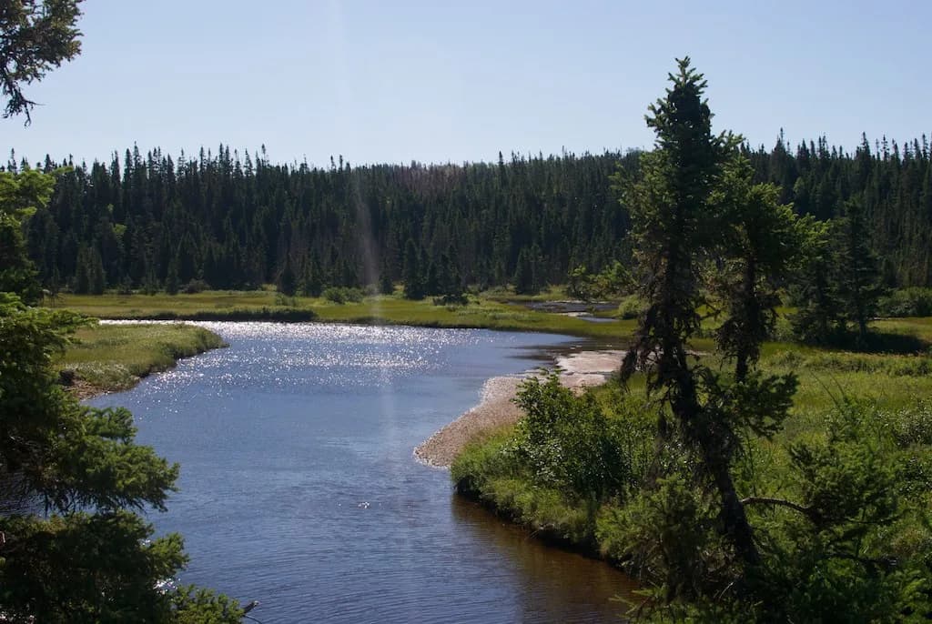 A calm river bordered by grassy banks and spruce forest in Terra Nova National Park, Newfoundland, Canada.