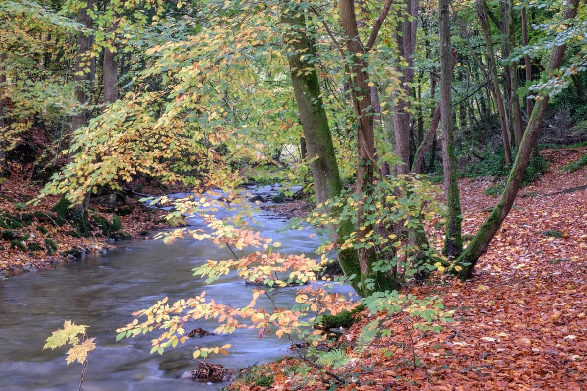 The River Alyn flowing through autumn woodland near Rhydymwyn, North Wales.