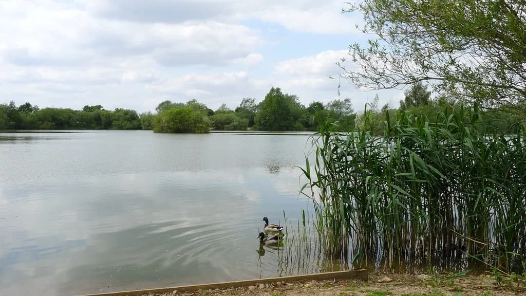 A calm fishing lake at Chigborough Farm & Fisheries in Essex, fringed with reeds and trees, with two ducks on the water