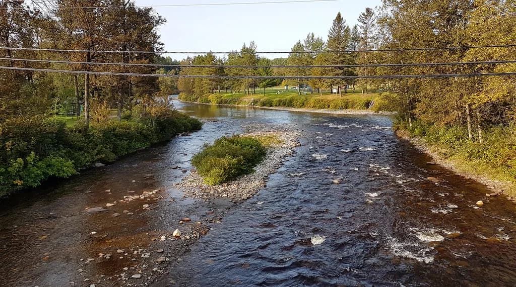 The Matapédia River running over a gravel bar with riffles, lined by autumn trees, near Causapscal, Quebec, Canada.