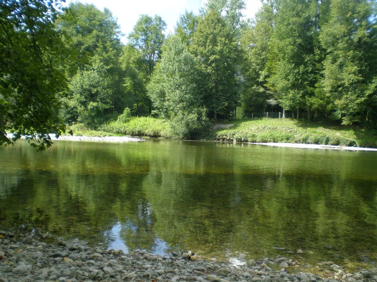A calm, clear forest river with a gravel bank in the foreground and dense green trees lining both banks