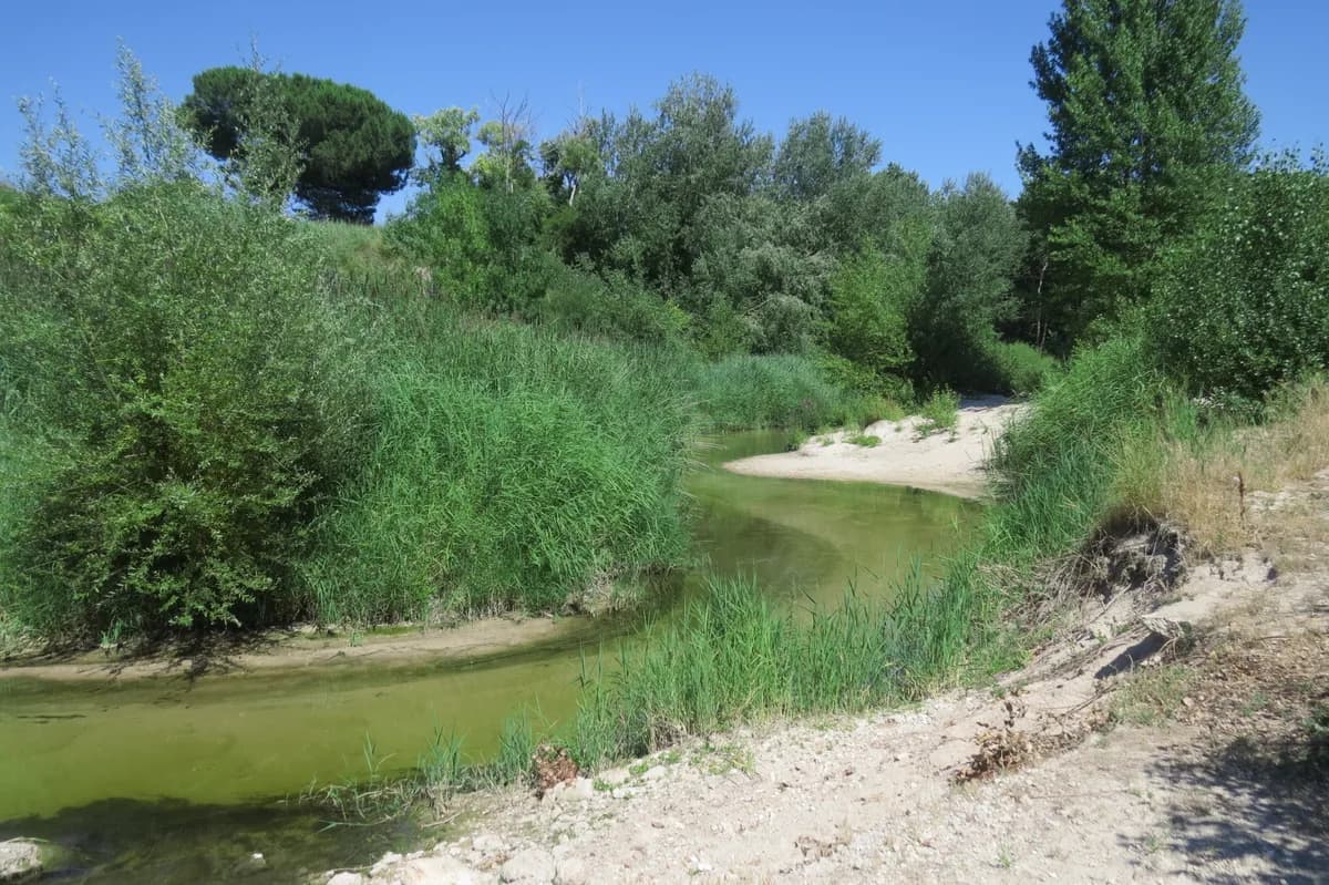 Río Cega — Río Cega 1