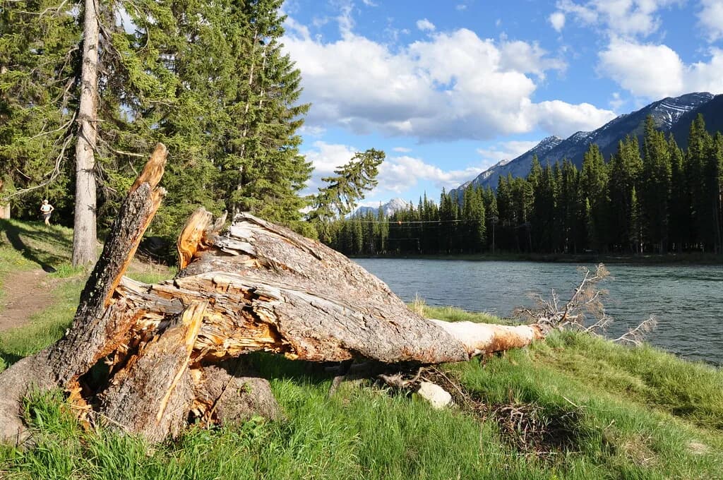 Bow River — below Calgary (McKinnon Flats to Carseland) — Banff, Alberta - rivière Bow river