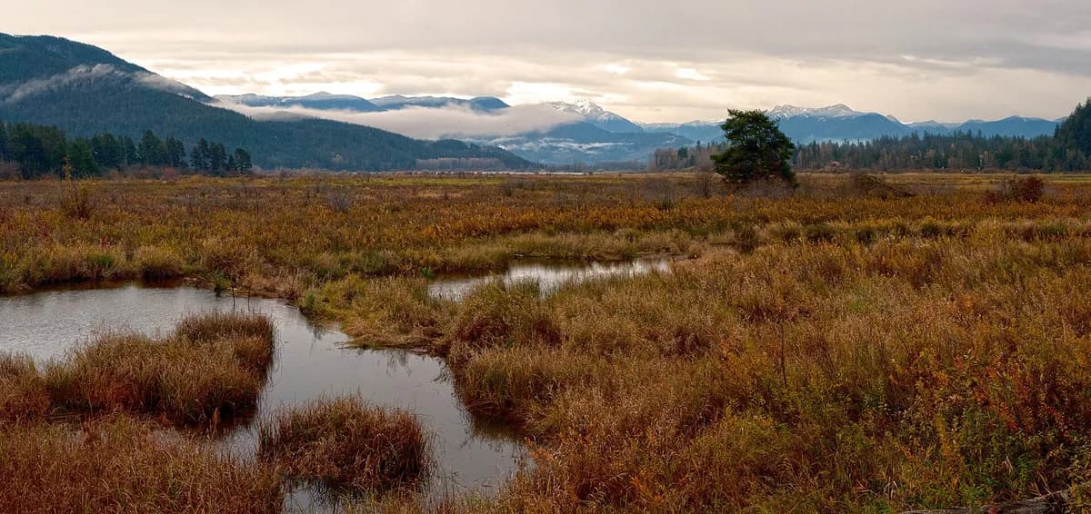 Wide wetland landscape of the Chehalis Flats near Harrison Mills, British Columbia, with braided water channels through marsh grass and mist-shrouded mountains in the background