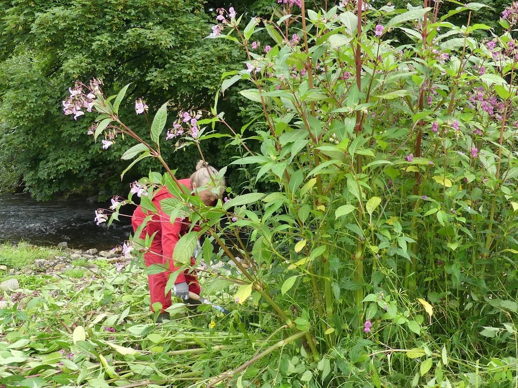 A volunteer in red overalls clears Himalayan balsam plants beside the flowing River Fiddich, with wooded banks and shallow rocky water visible.