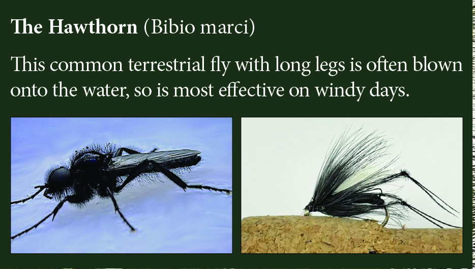 The Hawthorn — natural insect alongside the matching artificial fly pattern