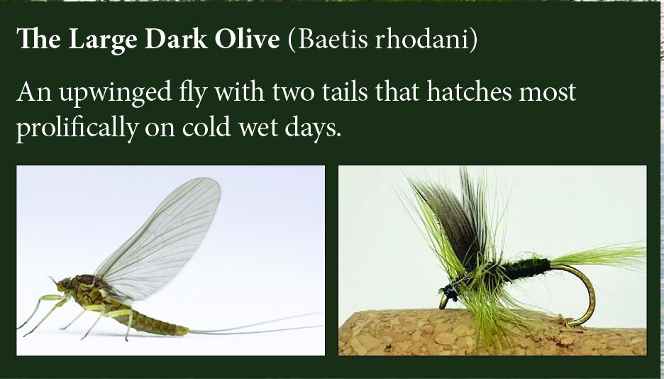 The Large Dark Olive — natural insect alongside the matching artificial fly pattern