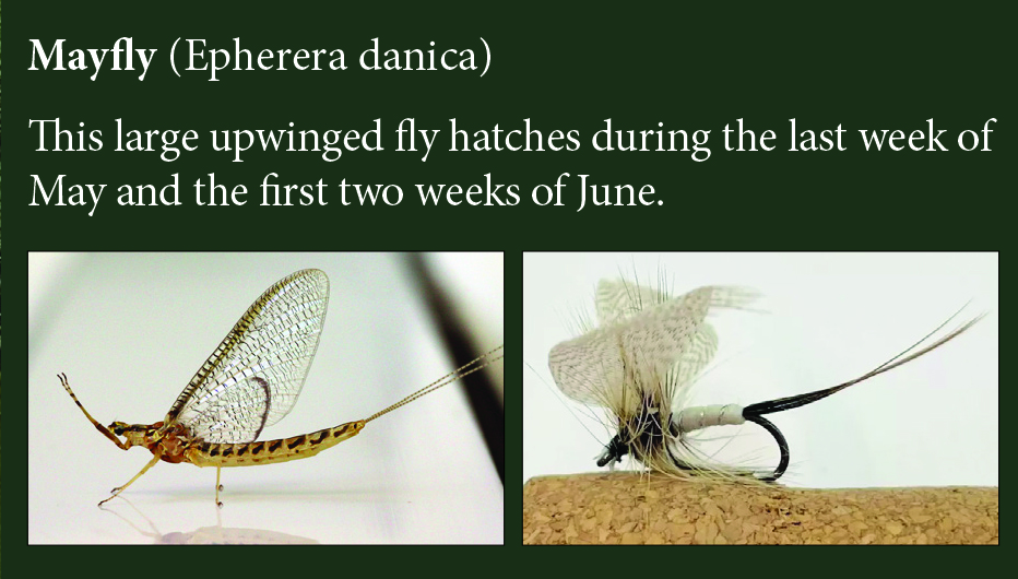 The Mayfly — natural insect alongside the matching artificial fly pattern