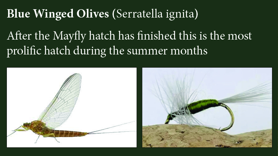 The Blue Winged Olive — natural insect alongside the matching artificial fly pattern