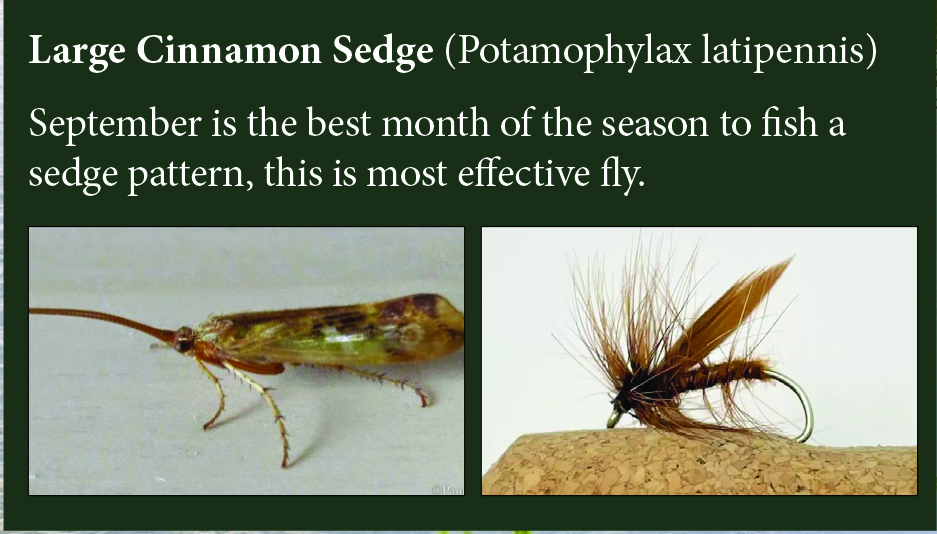The Large Cinnamon Sedge — natural insect alongside the matching artificial fly pattern