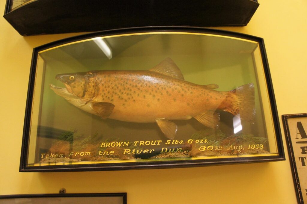 River Dun trout, 5lb 6oz, caught 30th August 1953