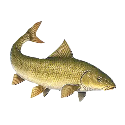 Barbel