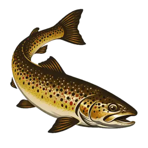 Brown trout