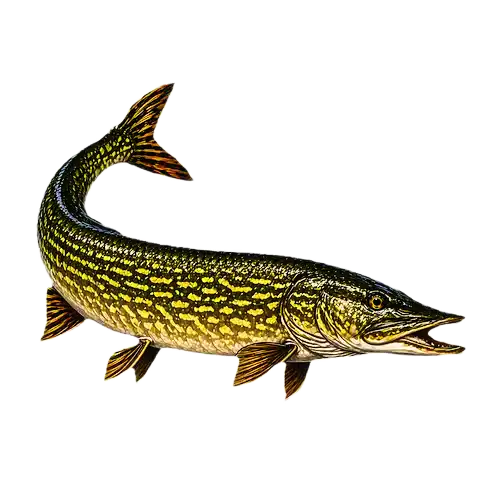 Pike