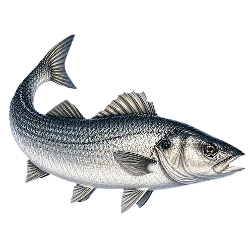 Sea bass
