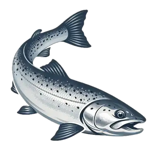 Sea trout