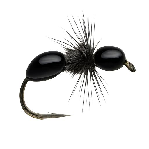 Black Ant