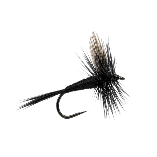 Black Gnat