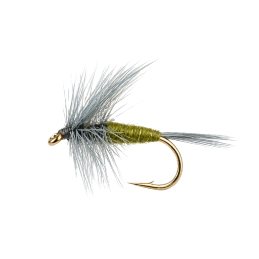 Small Olive Dry
