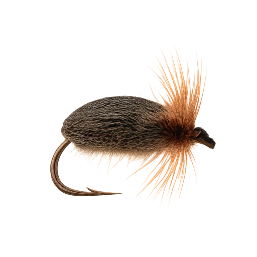 Brown Beetle