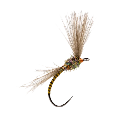 CDC Olive Emerger