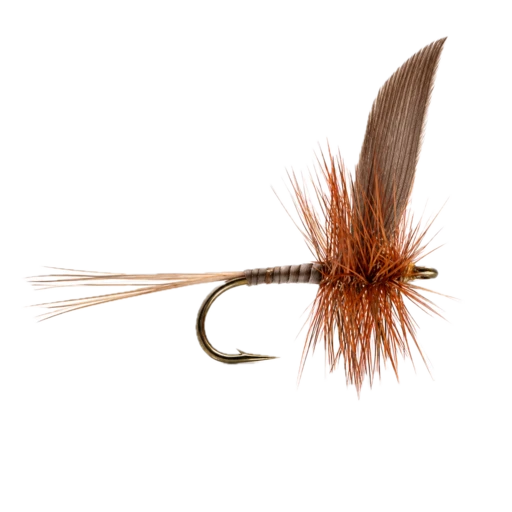Ginger Quill