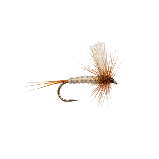 Mayfly
