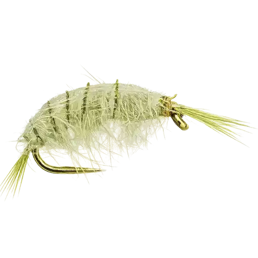Scud / Gammarus