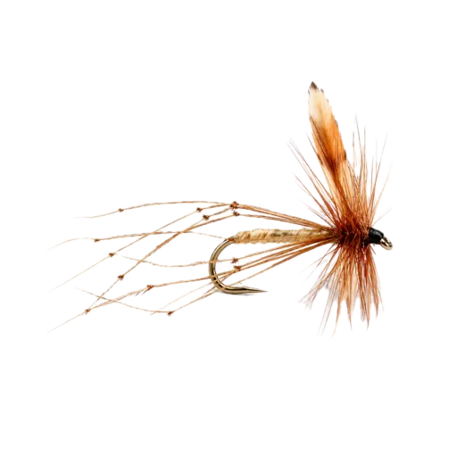Crane Fly (Daddy)