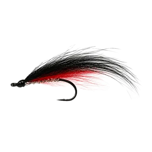 Collie Dog